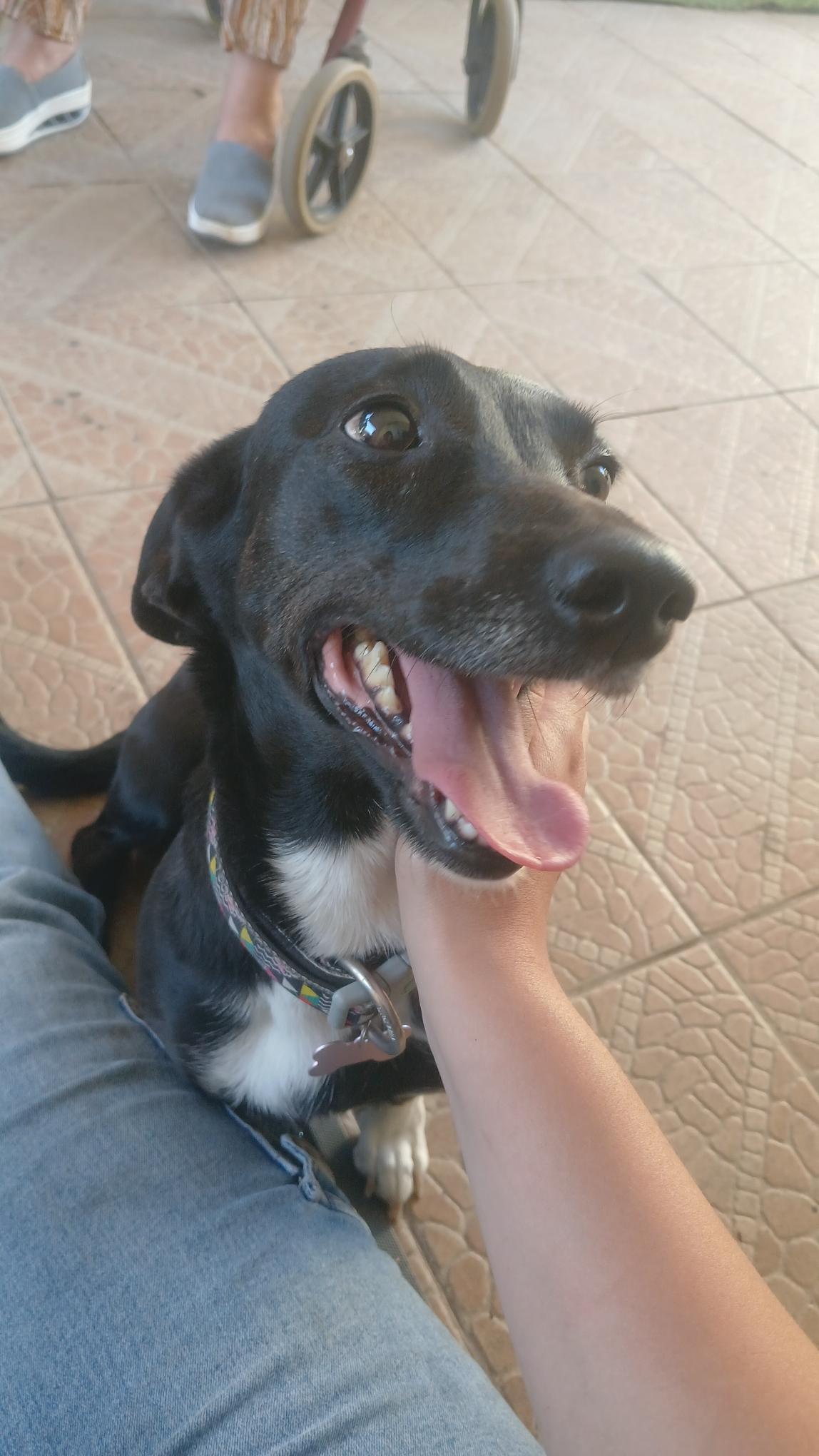 Se Busca A Freia