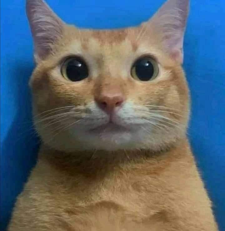 Mandarino