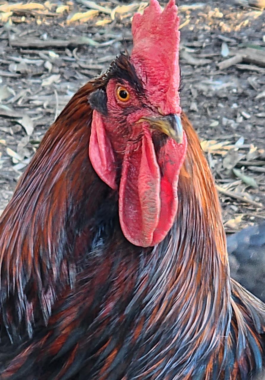 Fernando