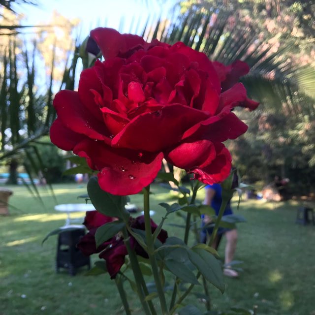 Anónimo 