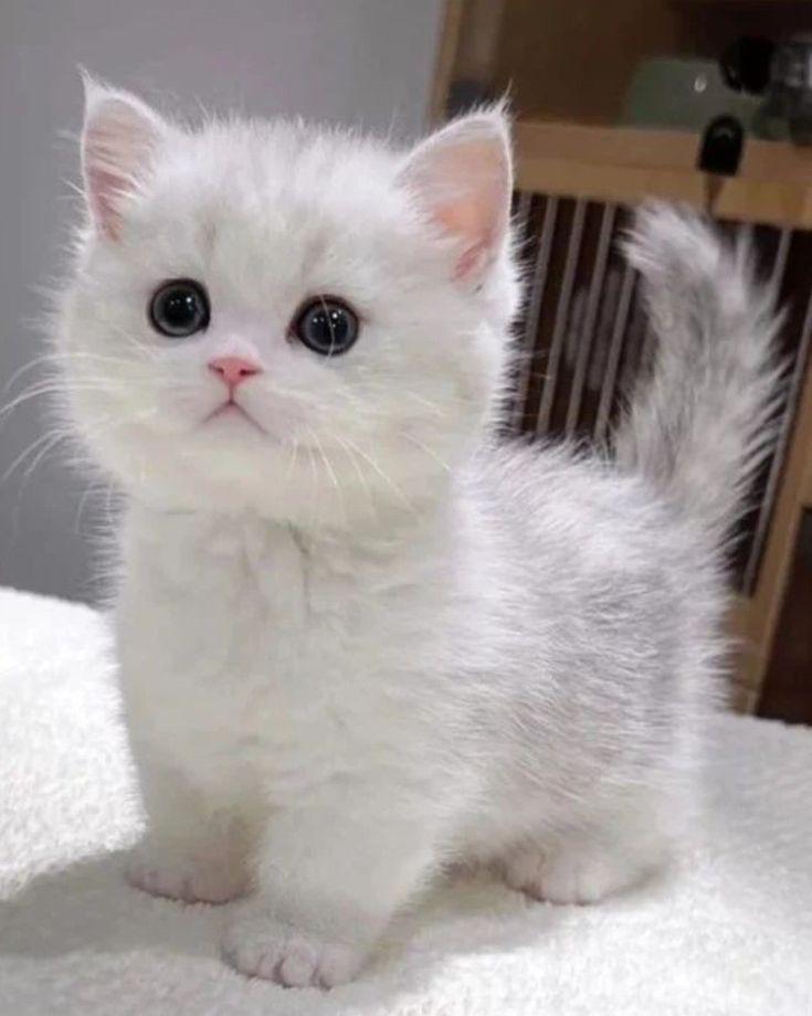 Maria Paz