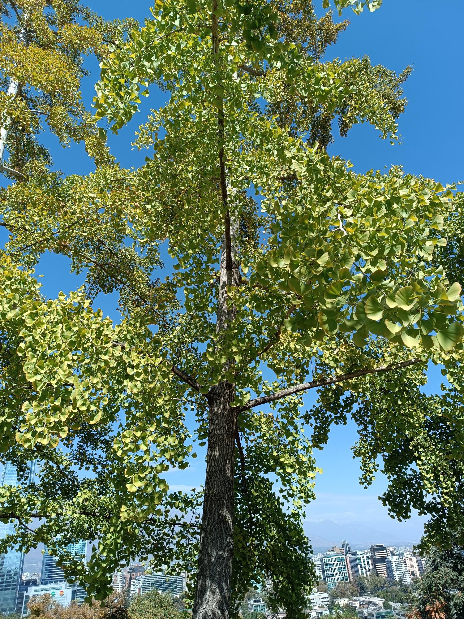 Anónima