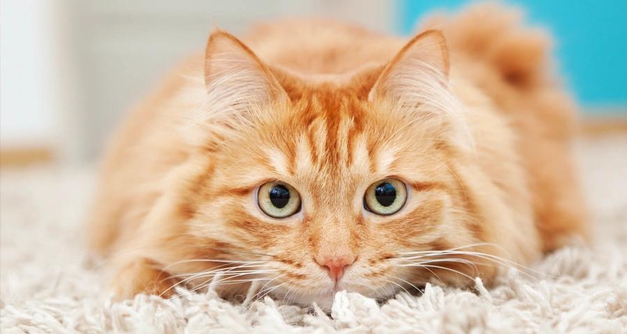 Gato