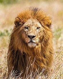 Leon