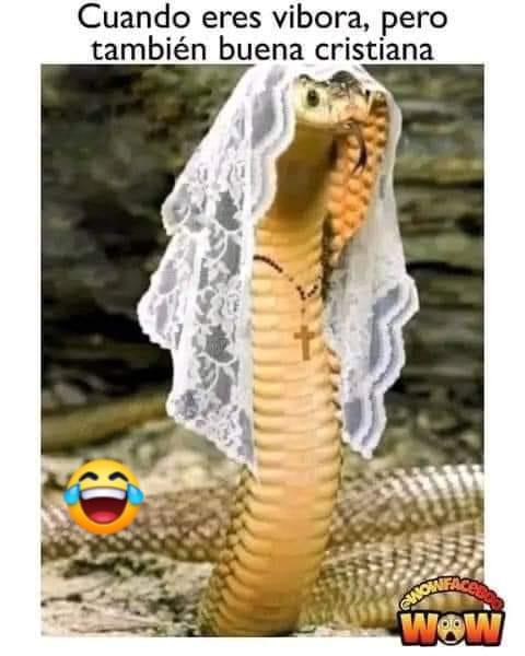Anónimo