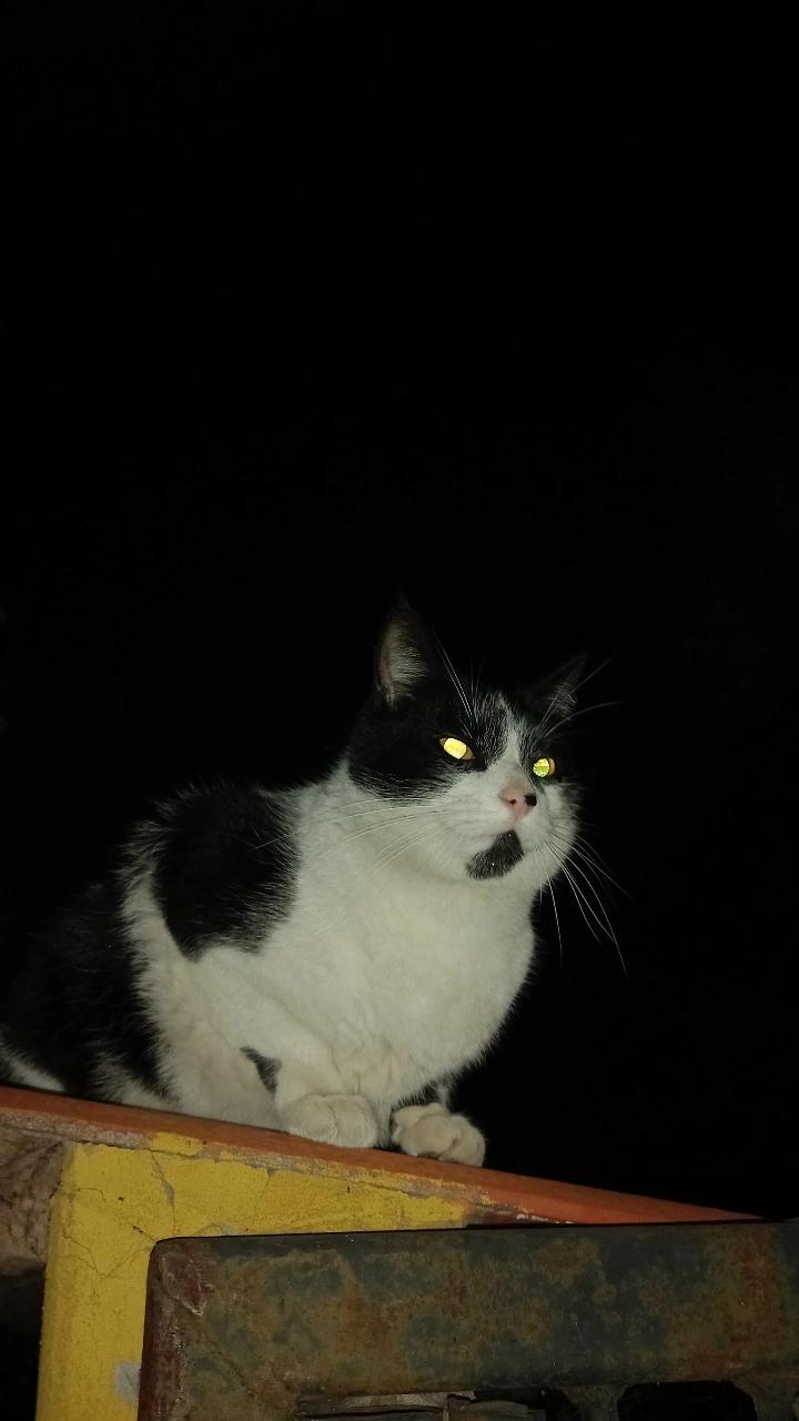 francisca