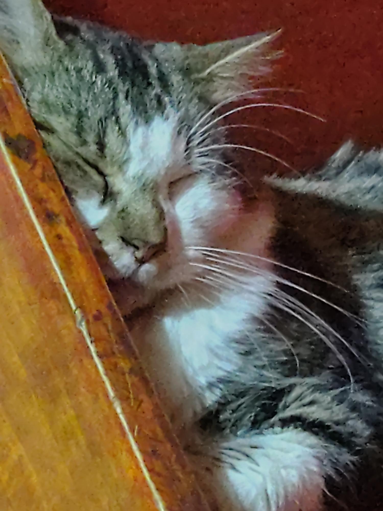 Frida