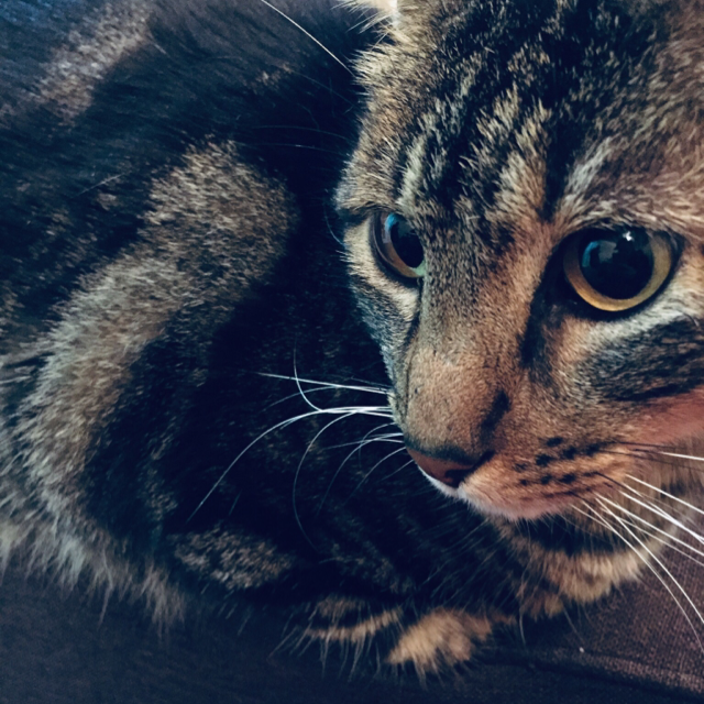 Curiosity killed the cat 