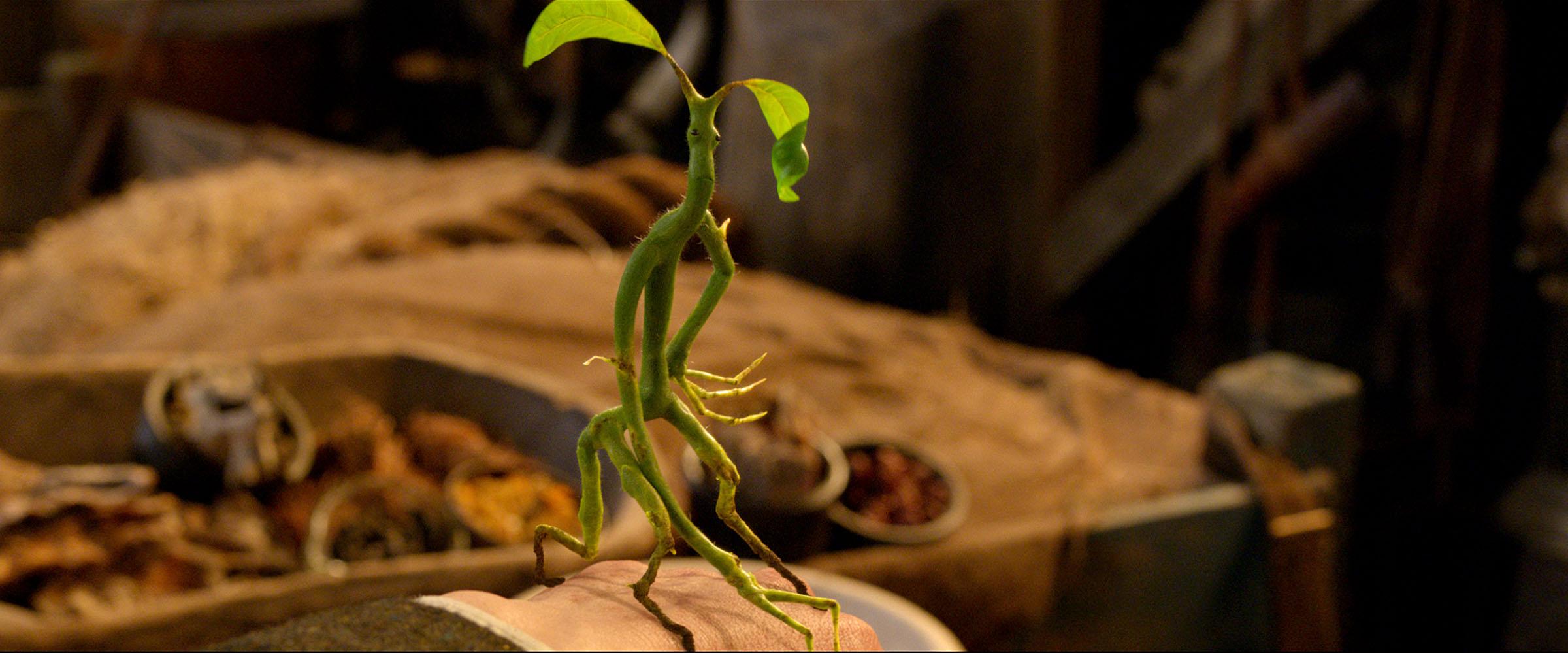 PickettTheBowtruckle