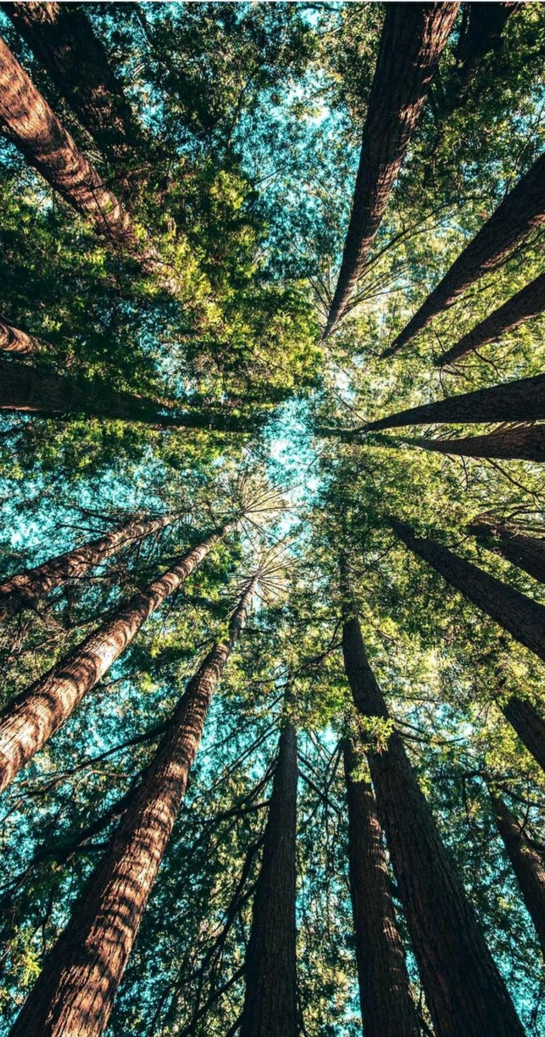 Pachamama