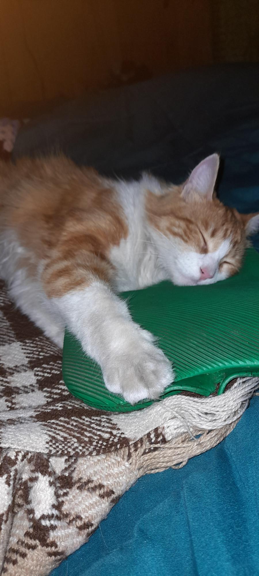 Chanito