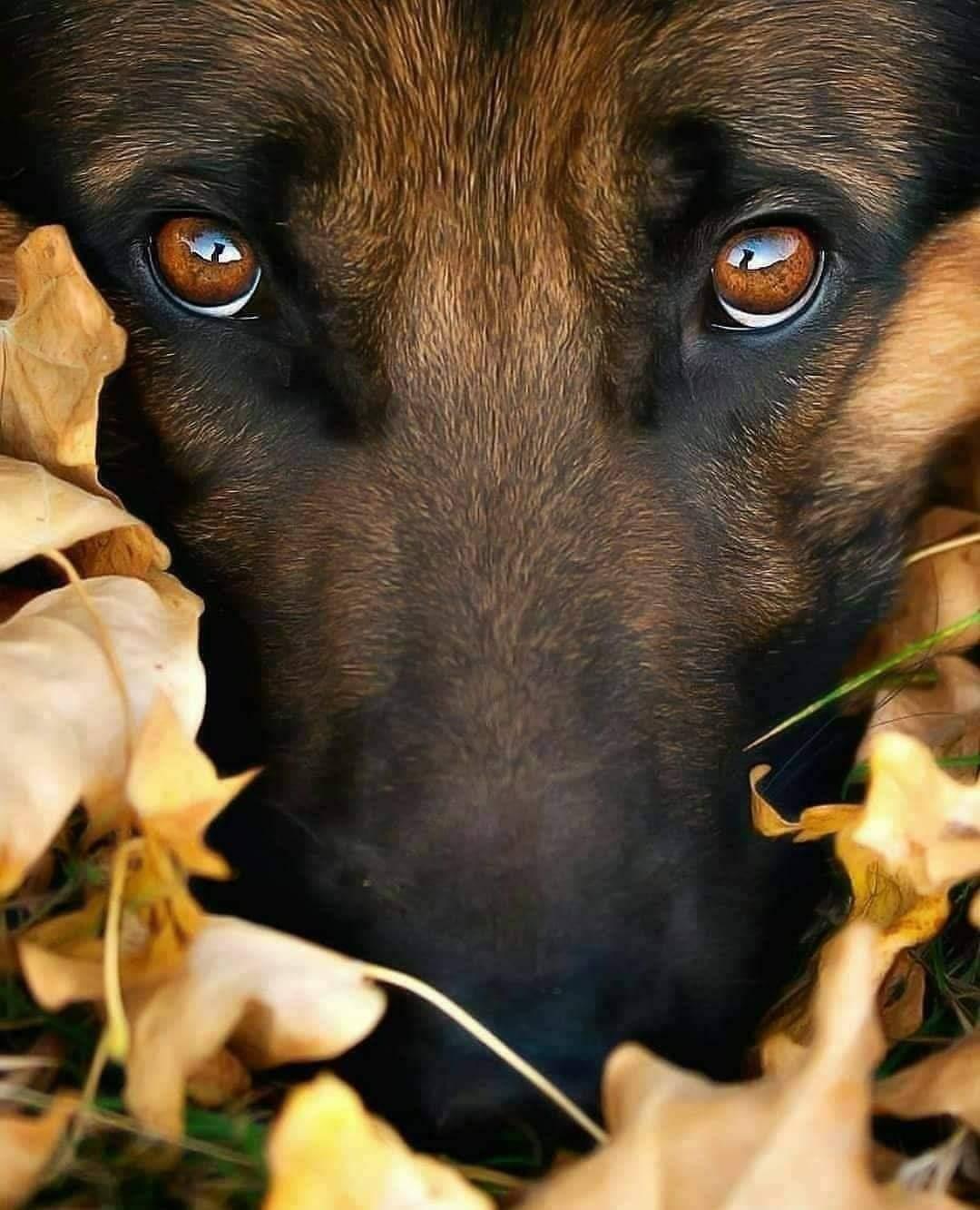 Chepita