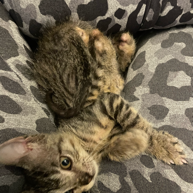 Alma