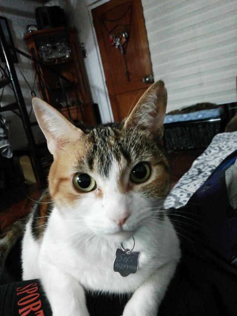 Sofía Feline