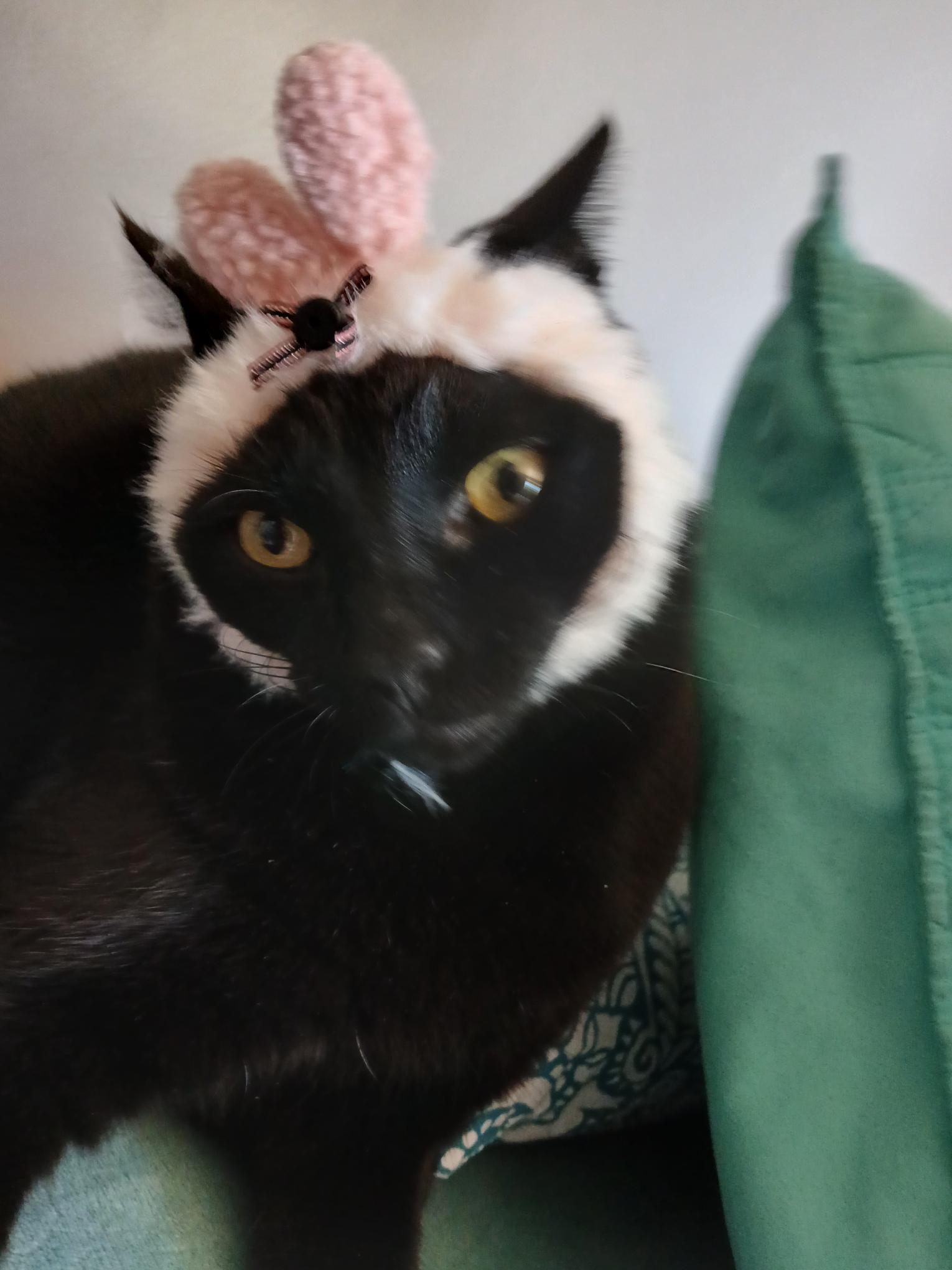 Nico