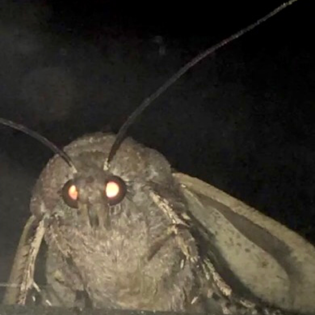 Polilla