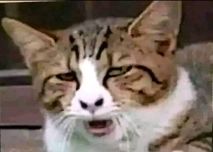 Miau