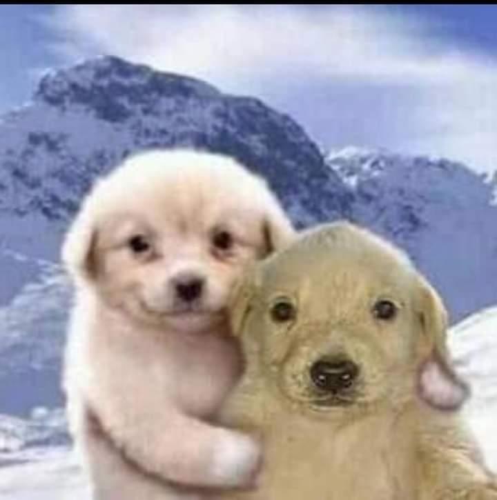 Pipo