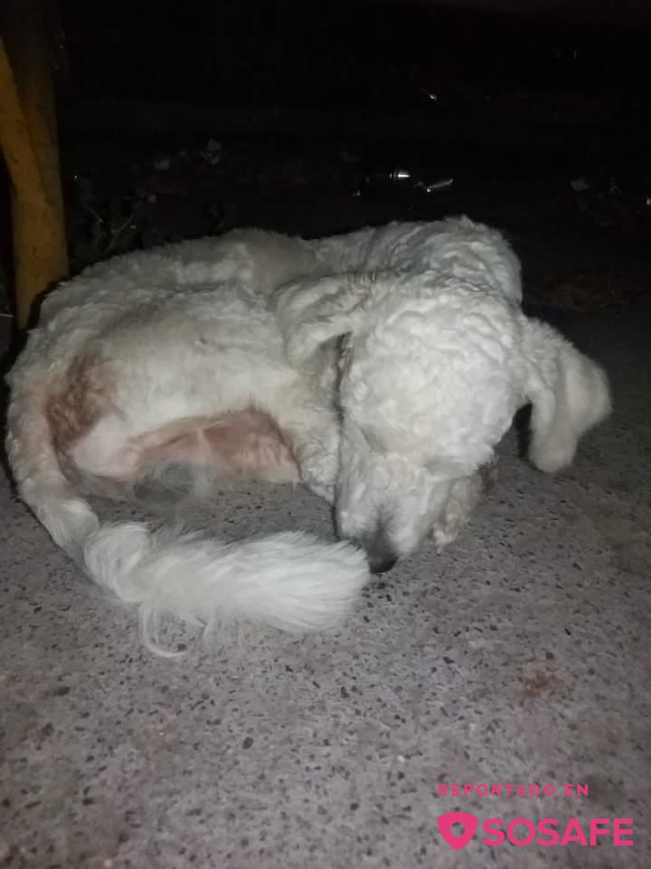 Sosafe Este Perrito Ayer Estaba En La Cancha Holanda Solo Pude Darle