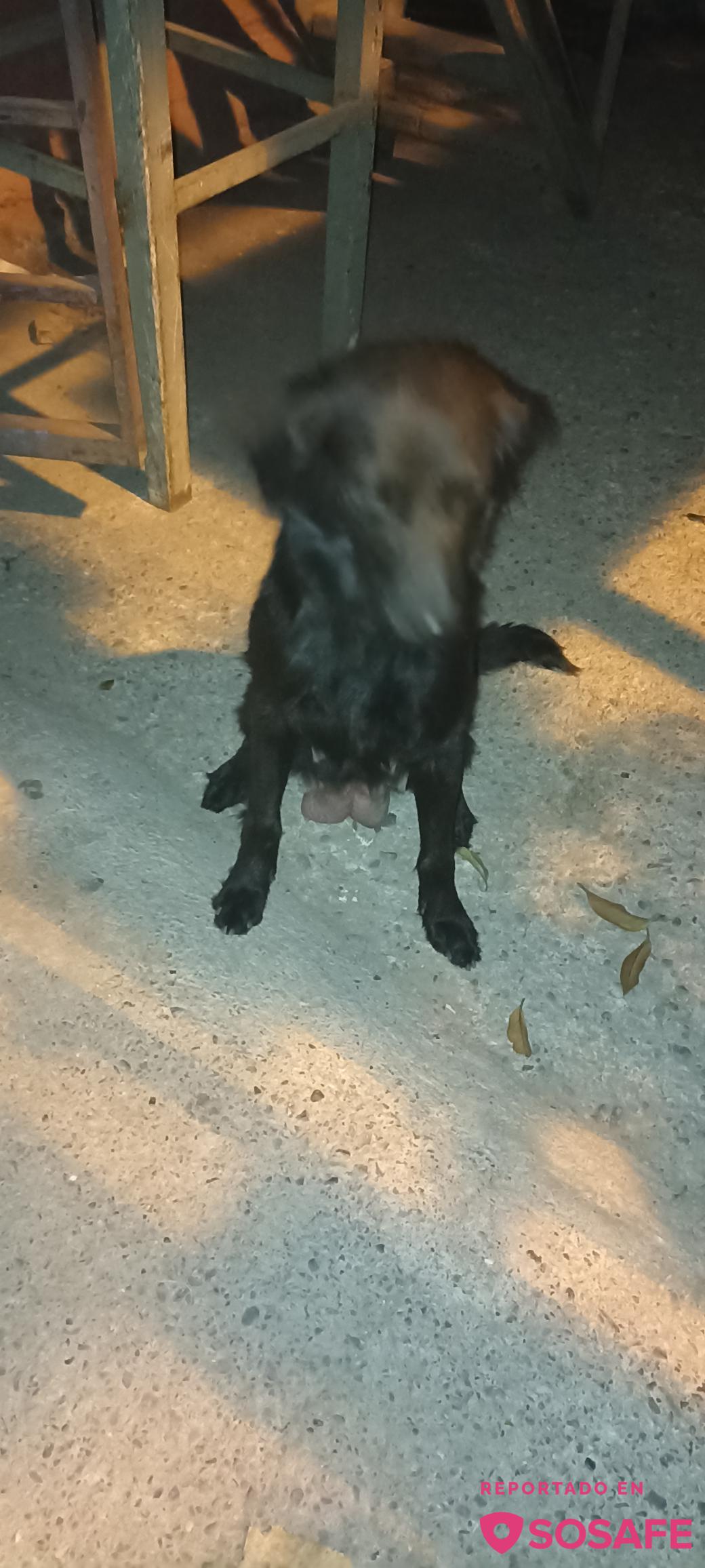 Sosafe Esta Perrita Al Parecer Est Perdida A Tenido Sus Cr As Por