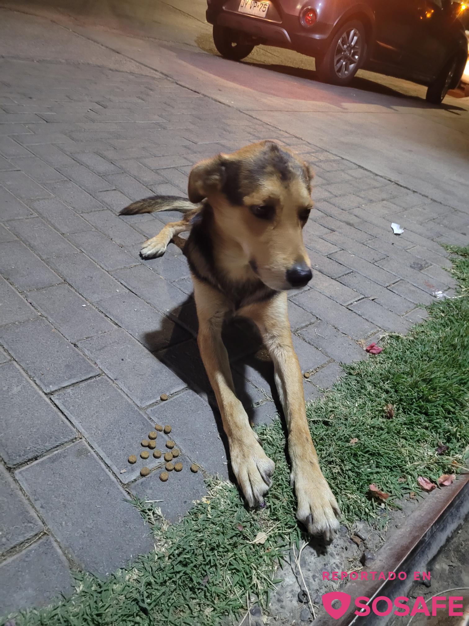 SOSAFE Perro perdido, parece que lo atropellaron ya que cojea de su