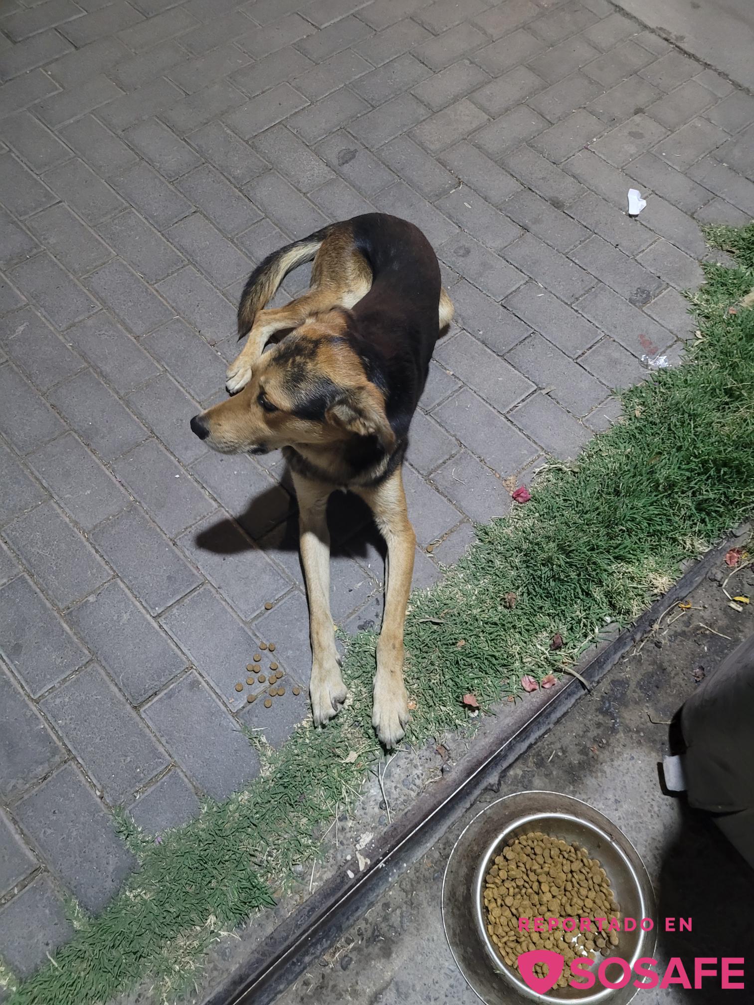 SOSAFE Perro perdido, parece que lo atropellaron ya que cojea de su